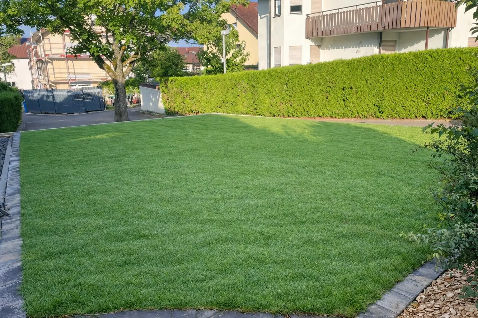 Sattgrüner frisch verlegter Rollrasen entlang einer gepflegten Hecke