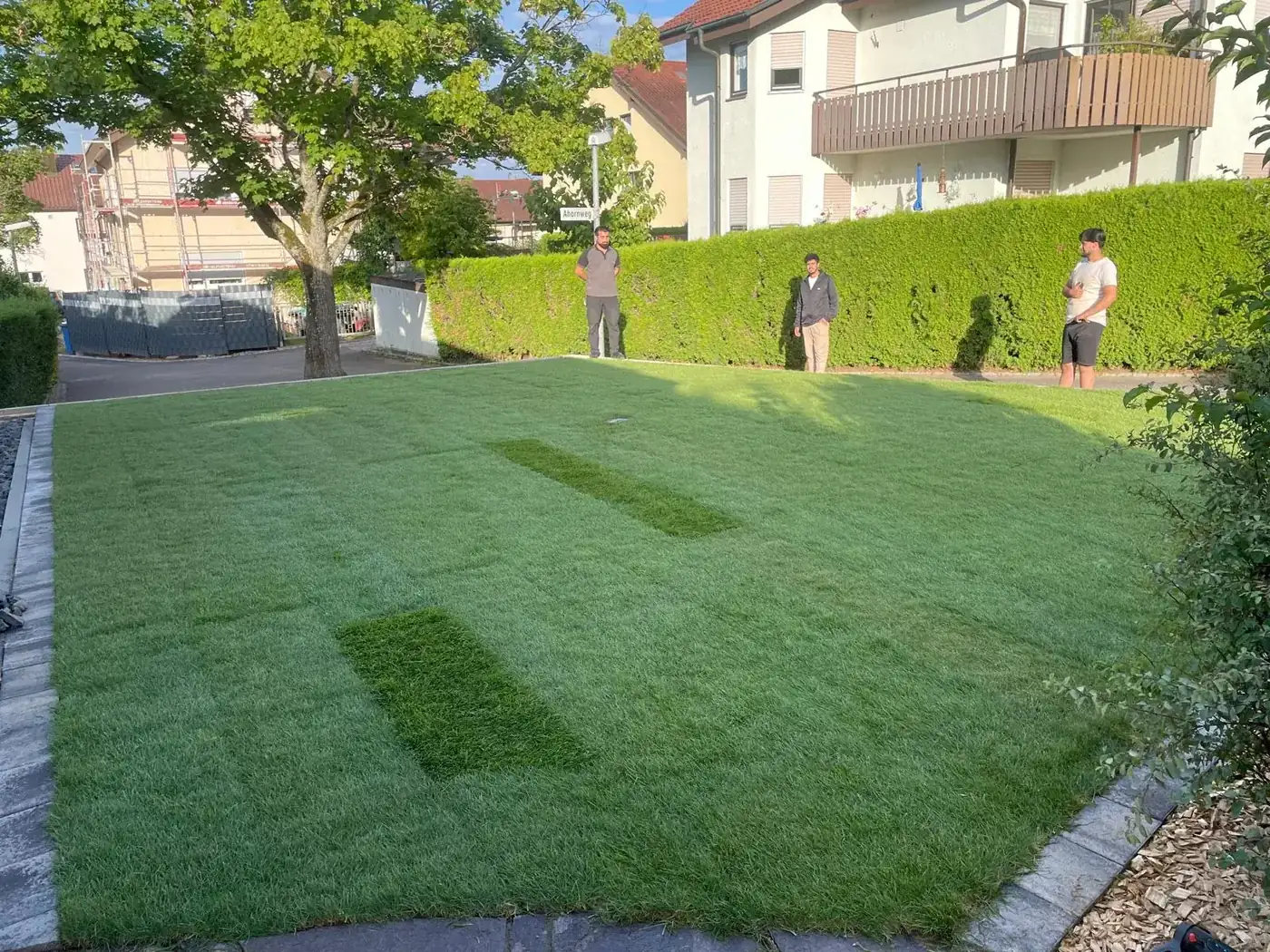 Frisch verlegter Rollrasen umrahmt von einer hohen Hecke